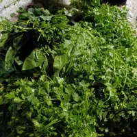 سبزی خورشتی تمیز کاملا بهداشتی سبزی رامهرمز ابوذر