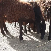 ۳راس بره ماده طقلی افشار