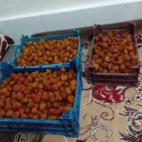سلام‌الو‌افتابی‌درجه‌یک‌ از کوه‌های‌هزارمسجد|خوردنی و آشامیدنی|مشهد, امیرآباد|دیوار