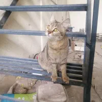 واگذاری گربه