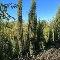 تولید ترون سبز (شمشاد)وسرو ناز و انواع گل و گیاه|خدمات باغبانی و درختکاری|مشکین‌دشت, |دیوار