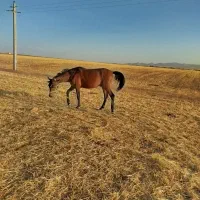 اسب|اسب و تجهیزات اسبسواری|قیدار, |دیوار