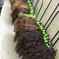 مو بلندا
