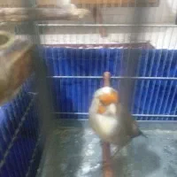 سهره قناری ابلق