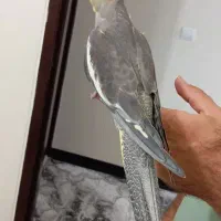 عروس هلندی مولد یا یه جوجه