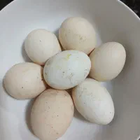 تخم گلین نطفه دار