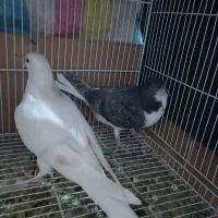 هفترنگ