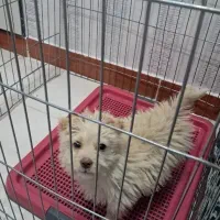 سگ شیتزو|سگ|قزوین, |دیوار