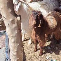 کهر  نر و تک شاد