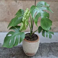 برگ انجیری ،گل مرداب ،کلکسیونی