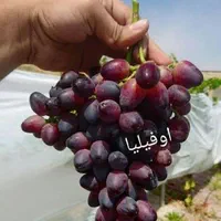 نهال انگور خارجی وارداتی بر محصول و زیبا ۸۰ گونه|خدمات باغبانی و درختکاری|مشهد, وکیل‌آباد|دیوار