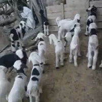 فروش ۲۰ راس میش با بره میش جوان|حیوانات مزرعه|ناغان, |دیوار