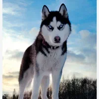 سگ پیدا شده