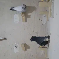 فروش حدود ۵۰عدد بهبهونی ۷تاش ماده بقیه نریکجا کل