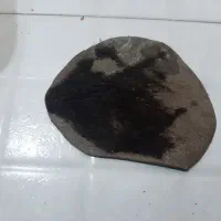 پوست گاو یه وجب اصل اصل