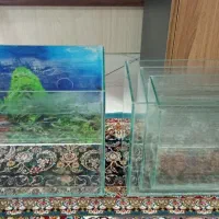 فروش آکواریوم و ماهی با قیمتی استثنایی با تخفیف