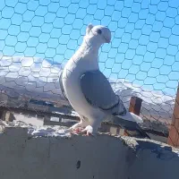 ساتن .شامی .نقش|پرنده|فرخ‌شهر, |دیوار