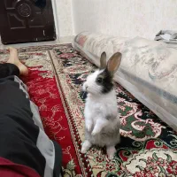 خرگوش مینیاتوری|موش و خرگوش|خرم‌آباد, |دیوار