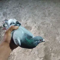 فروشی ی چخ ۳۵ تایی
