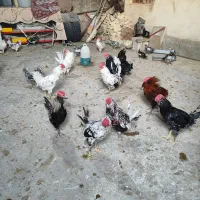 خروس ومرغ گلین چهل تاج|حیوانات مزرعه|کازرون, |دیوار