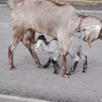 بز زایده با بزغاله نر شیر مست خیلی شیرا استثنایی