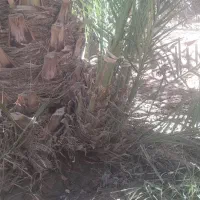 گوک ربی ۳۰۰ عدد موجوده دانه ای ۱۵۰ هزار|گل و گیاه طبیعی|بمپور, |دیوار