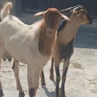 ۲عدد نری گوشتی داشتی نزری خون کباب عالی