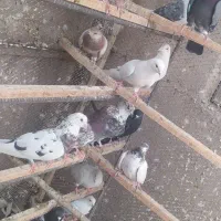 کفتر|پرنده|تهران, علم و صنعت|دیوار