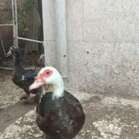اردک اسرائیلی|حیوانات مزرعه|رشت, خواهر امام|دیوار