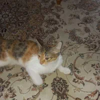 واگذاری گربه