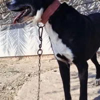 سگ قدرجونی|سگ|امیدیه, |دیوار