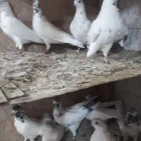 کبوترجدید پرنده سرای اسمان