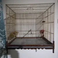 سهره و قناری