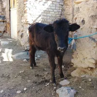 فروش گوساله ماده رسمی چاق