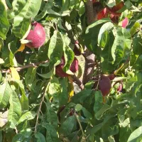 باغچه۵۰۰متری دوردیوارماریان