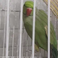 ملنکو نر اماده|پرنده|سراب, |دیوار