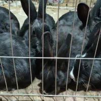 خرگوش سالم 200تخفیفم به خریدار میدم|موش و خرگوش|پاکدشت, پاکدشت (مامازند)|دیوار