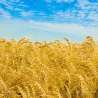 گندم سیروان بذری