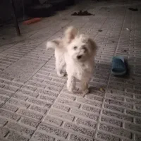 فروش یک سگ شیتزو|سگ|فرخ‌شهر, |دیوار