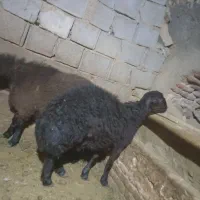 بره قوچ قره قزل