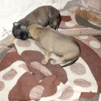 توله سگ مالینویز،|سگ|بندرعباس, |دیوار