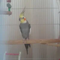 عروس هلندی نر سخنگو