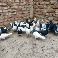 کفتر|پرنده|نصر آباد, |دیوار