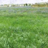 زمین-کشاورزی-مناسب-باغ-و-ویلا-گجوت