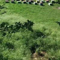 یک قطعه زمین مسکونی