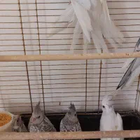 خانواده عروس هلندی|پرنده|اهر, |دیوار