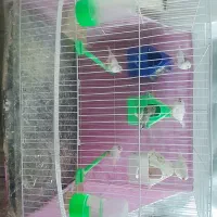 ۳جفت فنچ|پرنده|مشهد, شهید شهریاری|دیوار