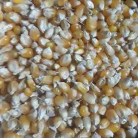 ذرت پفیلا ایرانی|خوردنی و آشامیدنی|تاتار علیا, |دیوار