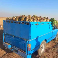 چغندر قند عمده خرده|خوردنی و آشامیدنی|بشاریات, |دیوار