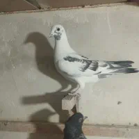 کبوتر|پرنده|مرودشت, ژیان|دیوار